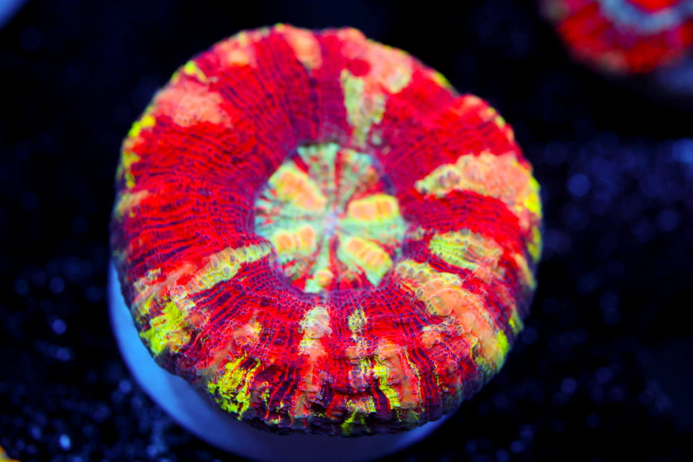 Peppermint Ultra Button Scoly