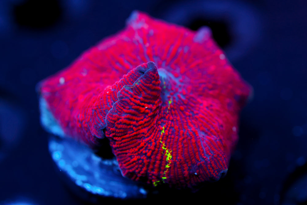 Reverse Jawbreak Eclectus Mushroom