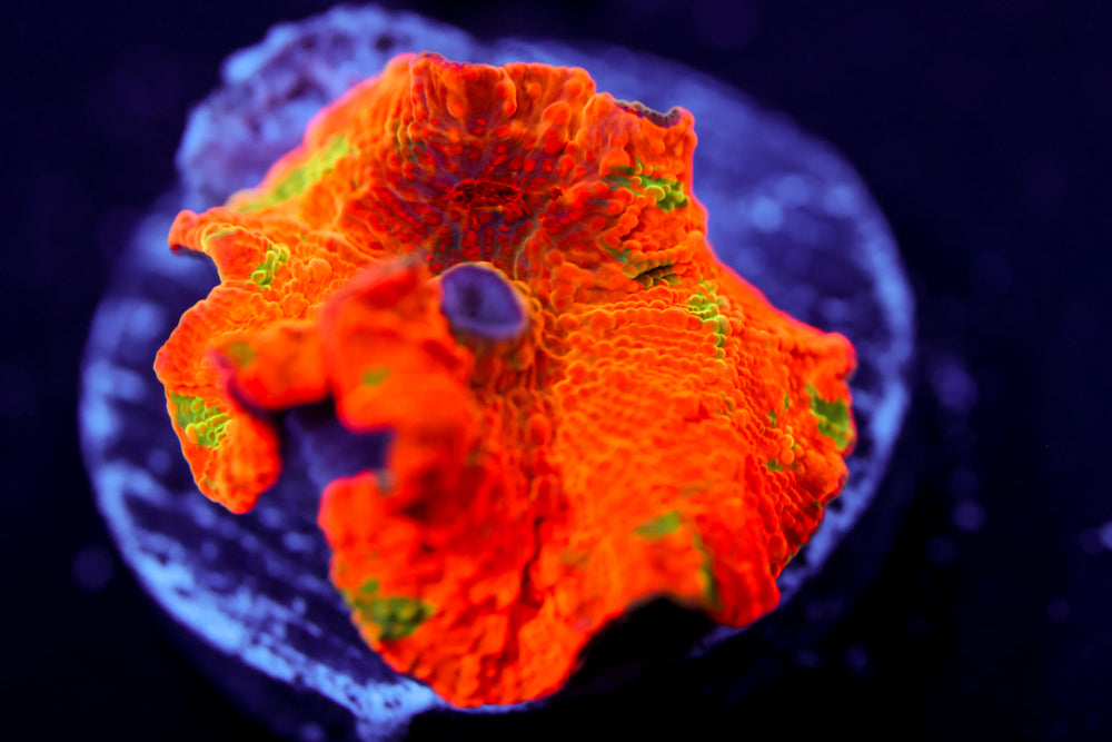 Candy Crush Eclectus Mushroom