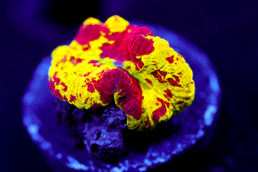 Jawbreaker Eclectus Mushroom