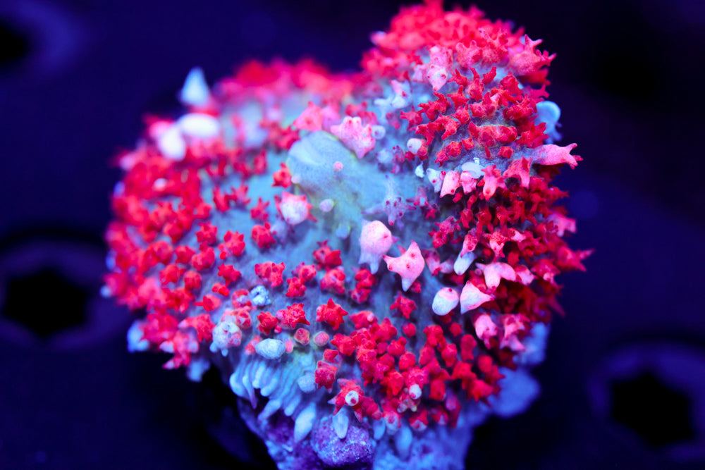 Cotton Candy Bounce Mushroom