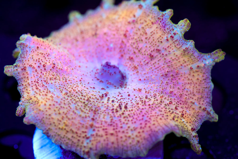 Baby Bop Neglectus Mushroom