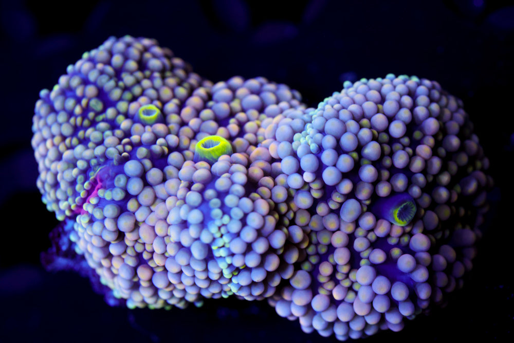 Voilet Peach Florida Ricordea