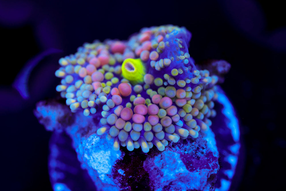 Bubble Gum Pop Florida Ricordea