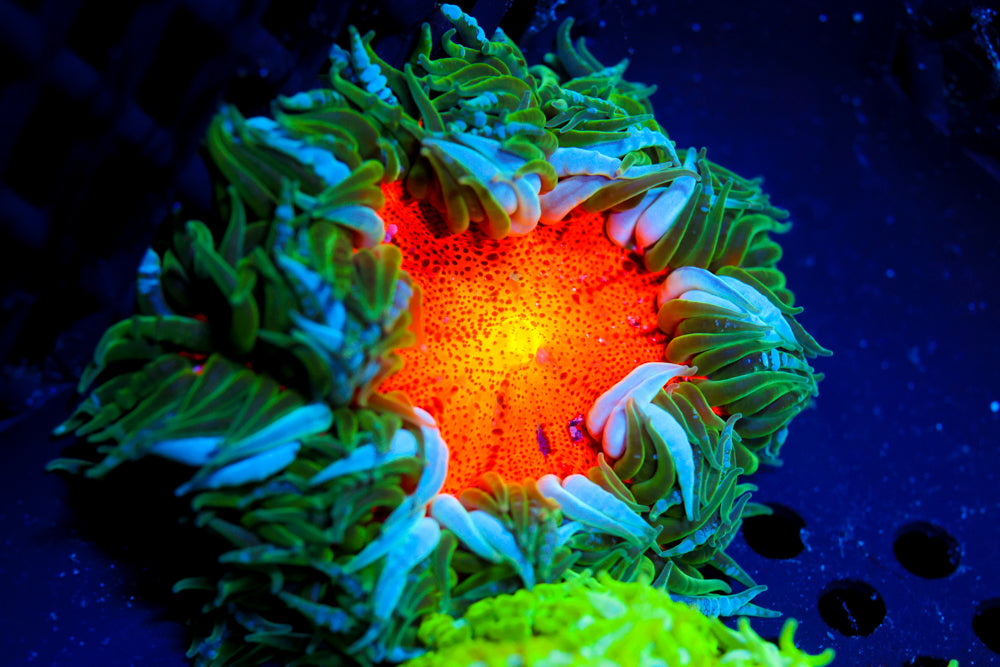 XL Rainbow Bullseye Rockflower Anemone