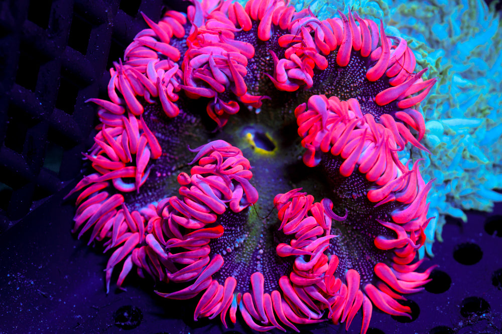 XL Ultra Pink Rockflower Anemone