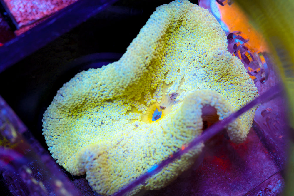 Yellow Carpet Anemone (3 Inch)