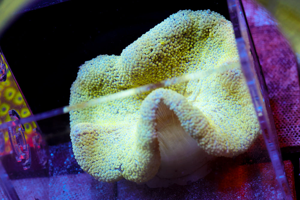Yellow Carpet Anemone (3 Inch)