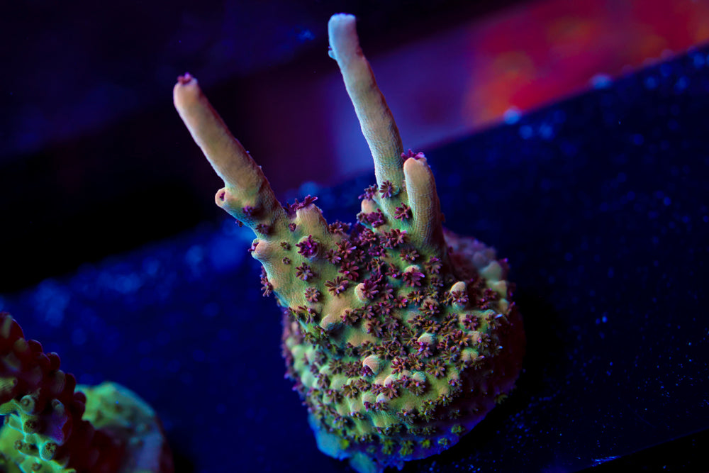 Greg's Unicorn Acropora