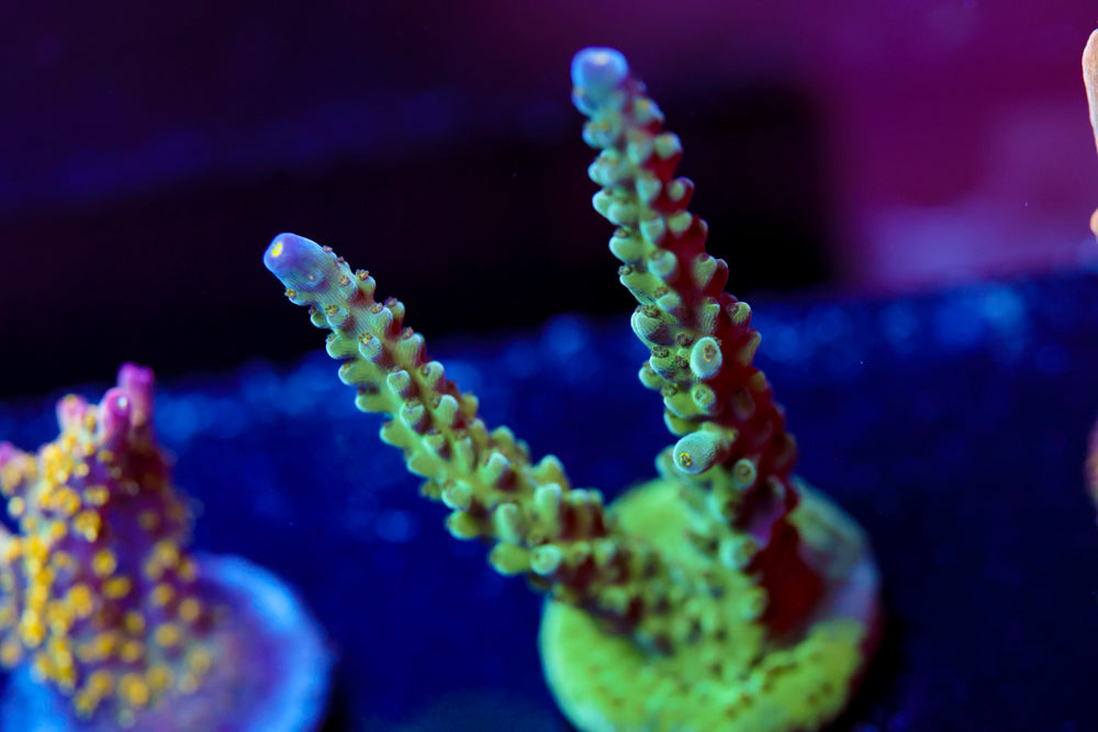 Tricolor Valida Acropora
