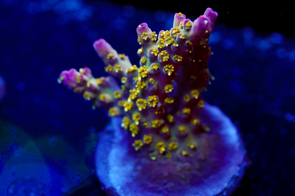 CV Golden God Acropora