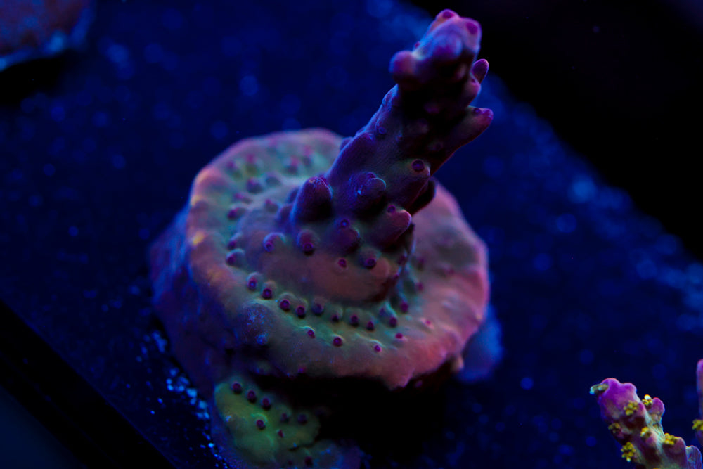 JF Fox Flame Acropora