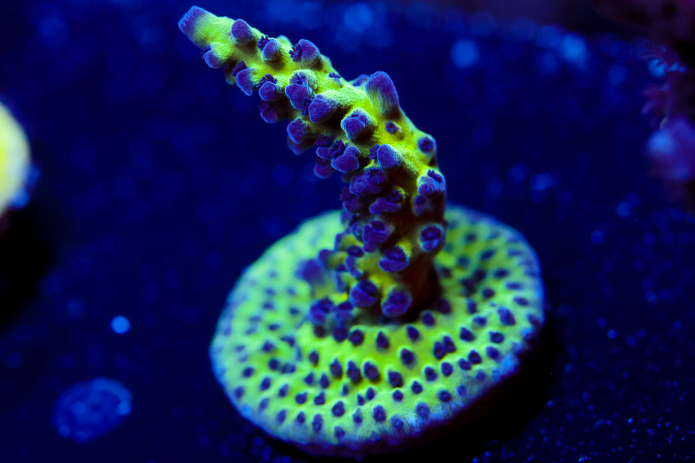 Grape Ape Acropora