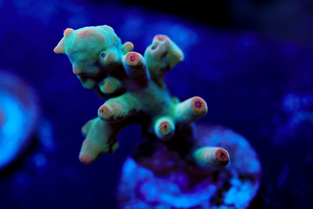 BC Angelica Acropora