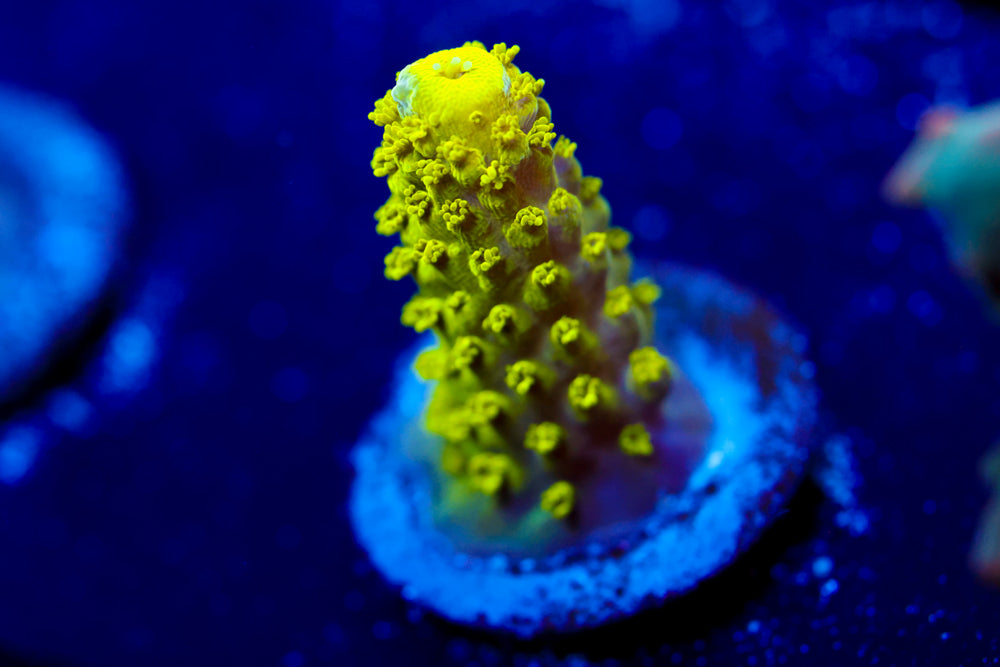CV The Hulk Acropora