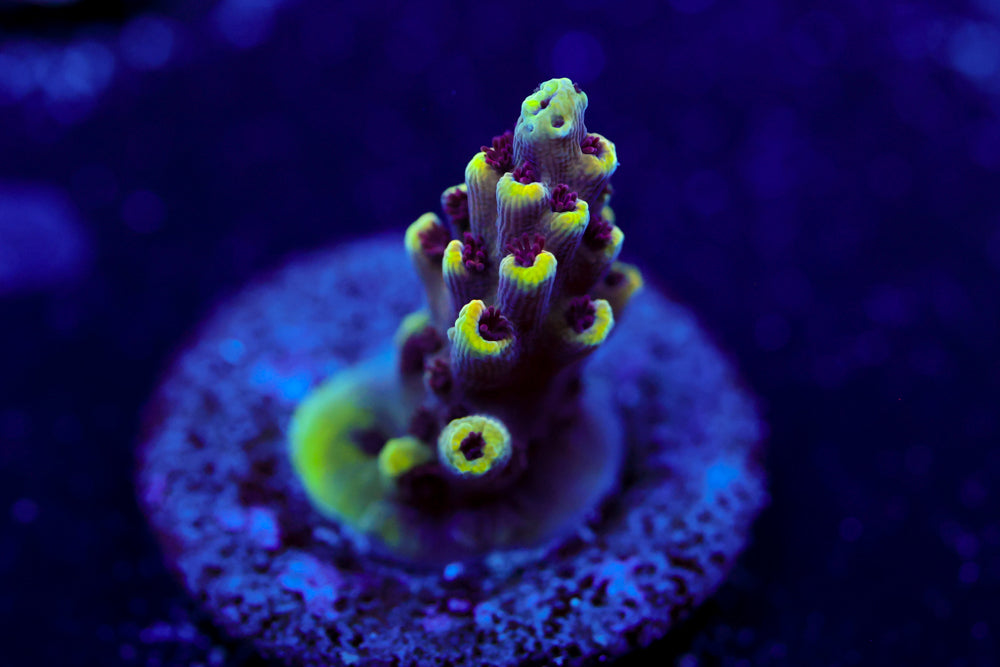 CV Crab Rangoon Acropora