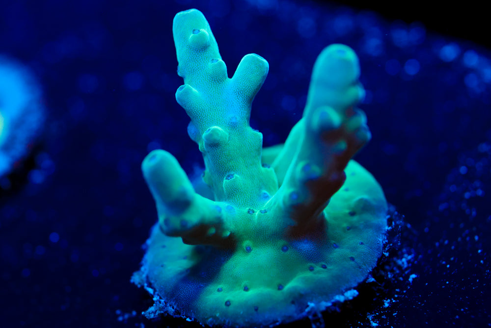 WWC Blue Thunder Acropora