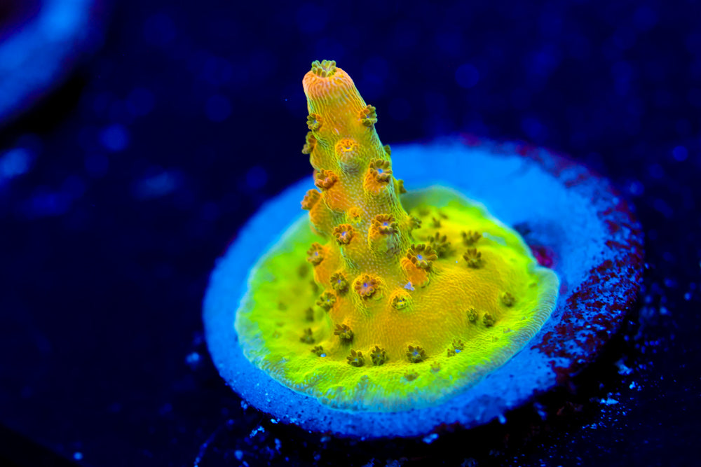 AV99 Orange Creamcicle Acropora