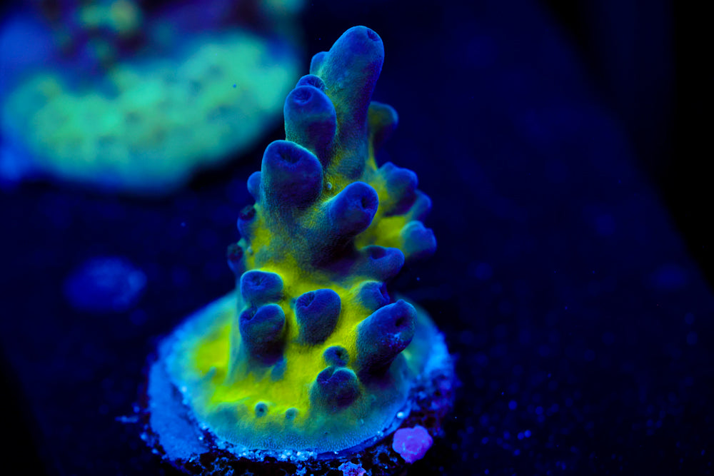 Nick's Purple Passion Acropora