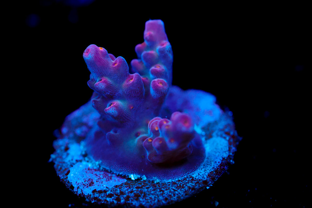 ARC Fireworks Acropora