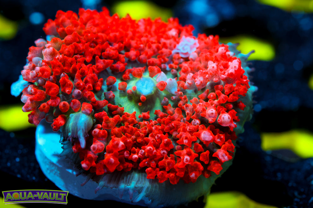 Flamethrower Bounce Mushroom