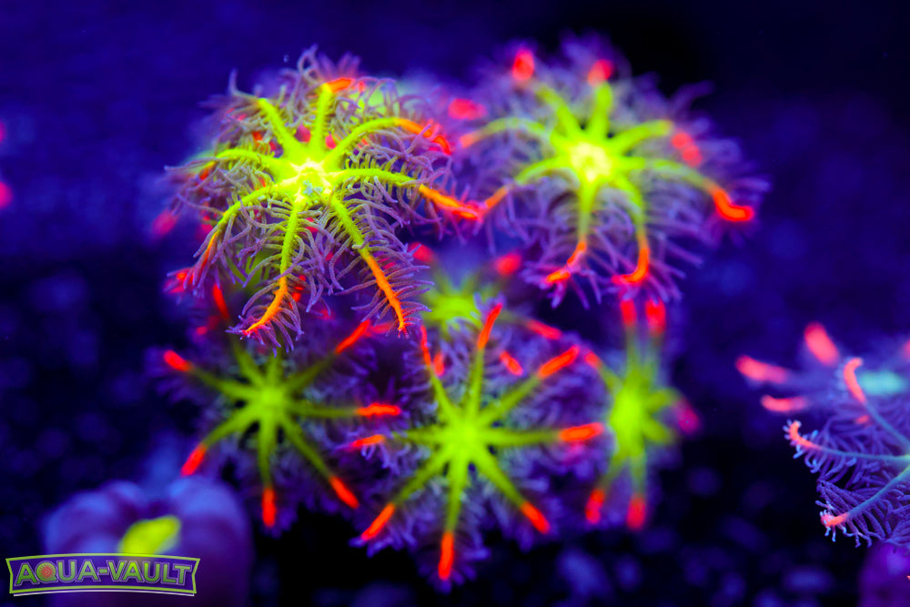 Big R Fireworks Clove Polyp