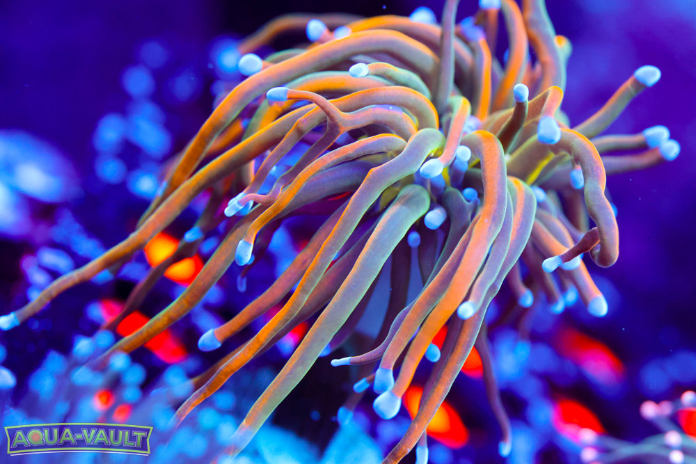 OG Dragon Tamer Torch