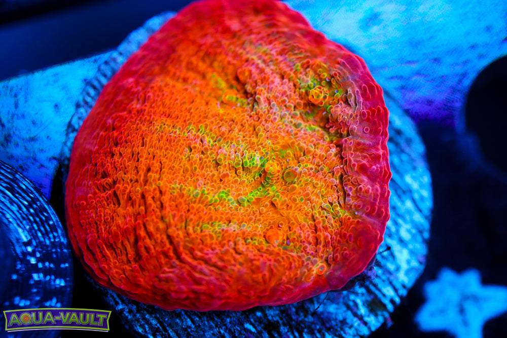 ARC Ludicrous Chalice