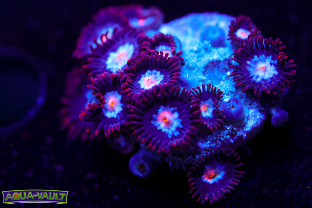 JPS Mystique Zoa