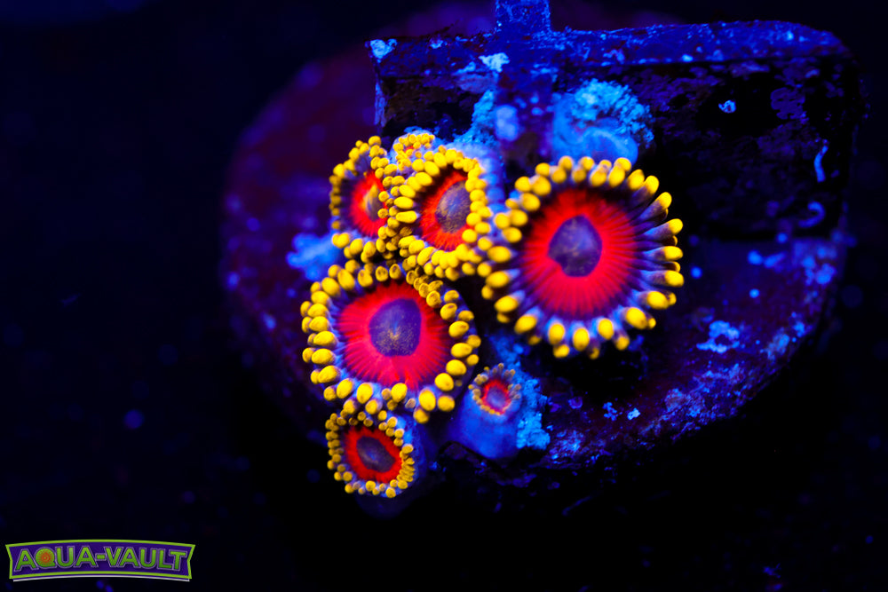 Eagle Eyes Zoa