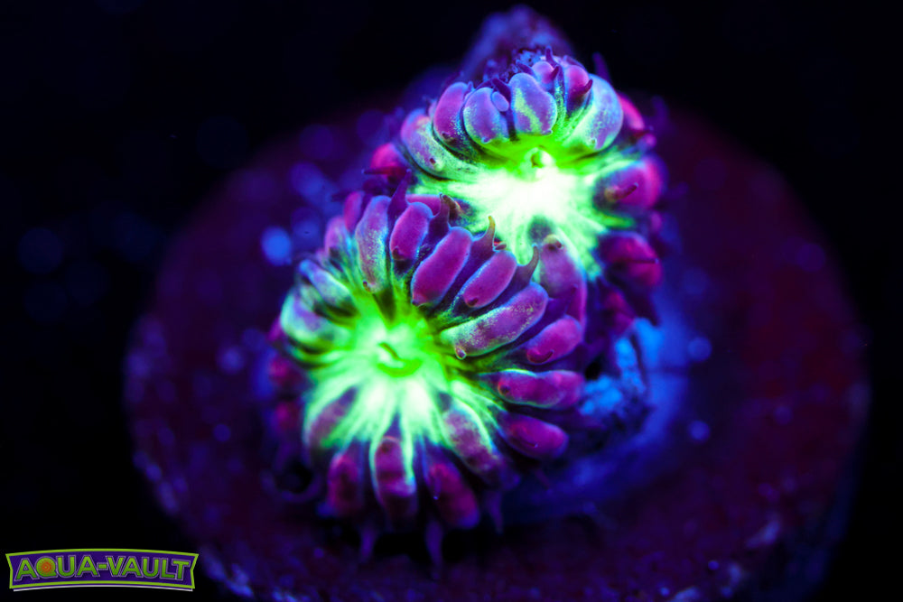 Purple and Green Blasto Merletti