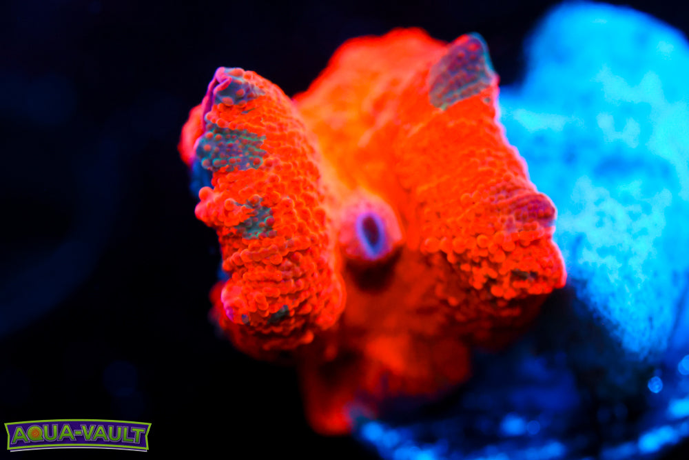 Candy Crush Eclectus Mushroom