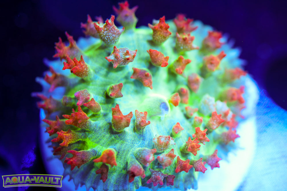 Rainbow Acid Bounce Mushroom