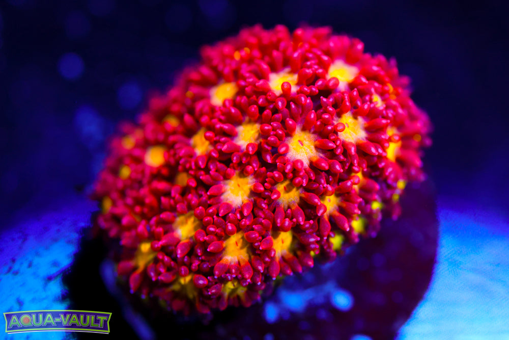 Combustion Micro Goni