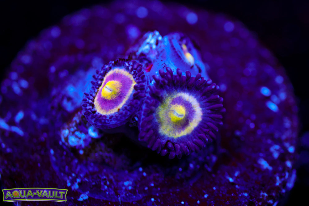 UC Shapeshifter Zoa