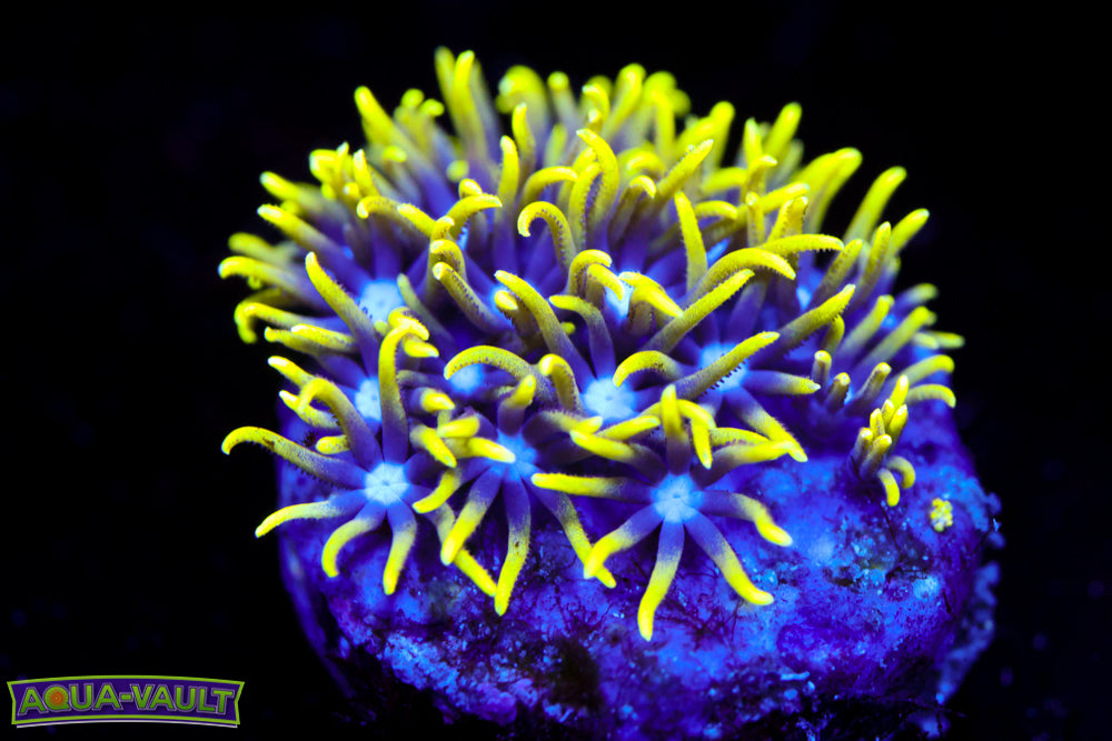 Green Star Polyp