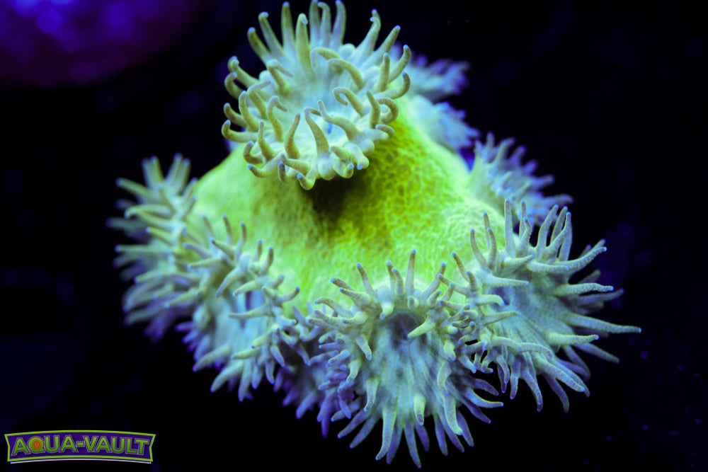 Neon Turbinaria