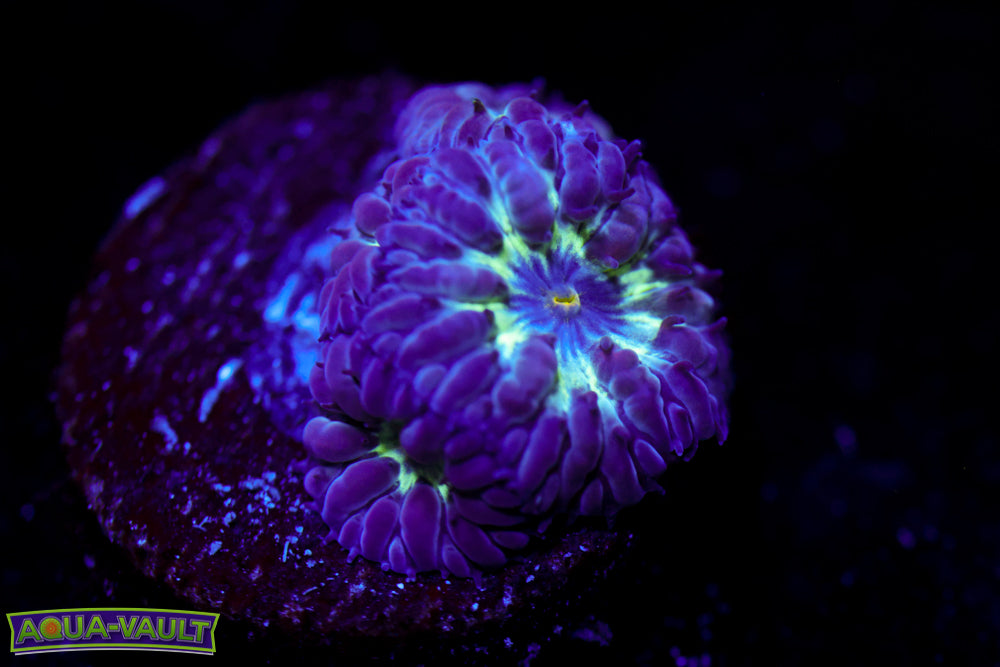 Black Raven Blasto Merletti