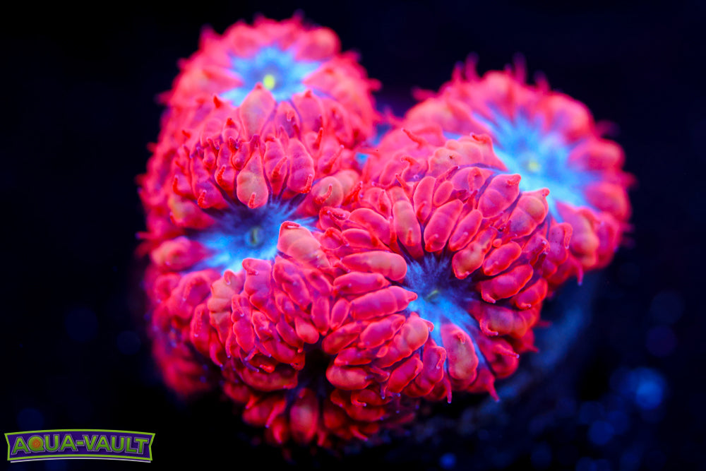 Superman Blasto Merletti