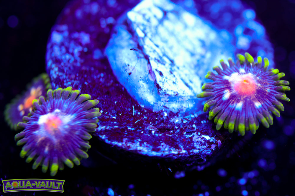 Daisy Cutter Zoa