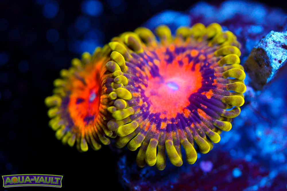 Marvin the Martian Zoa