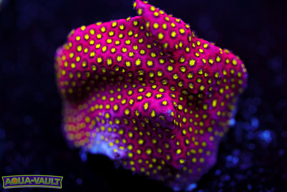 Electric Daisy Stylocoeniella