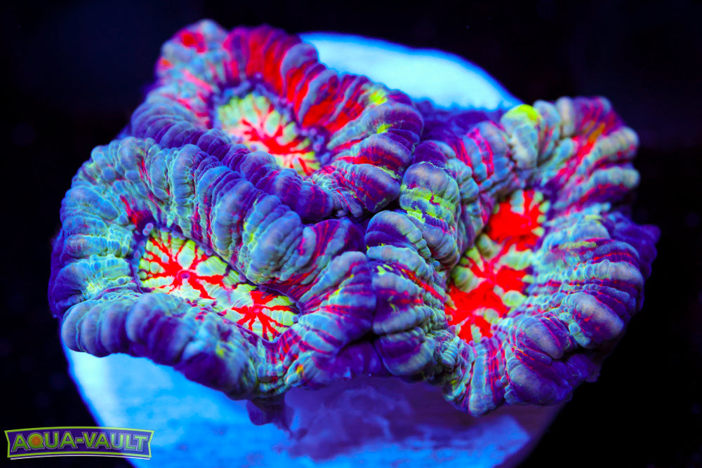 Hawaiian Willsoni (Aquacultured)