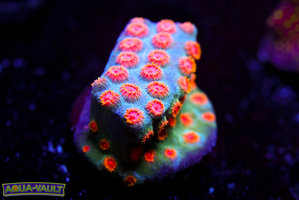 ECC Candyland Cyphastrea