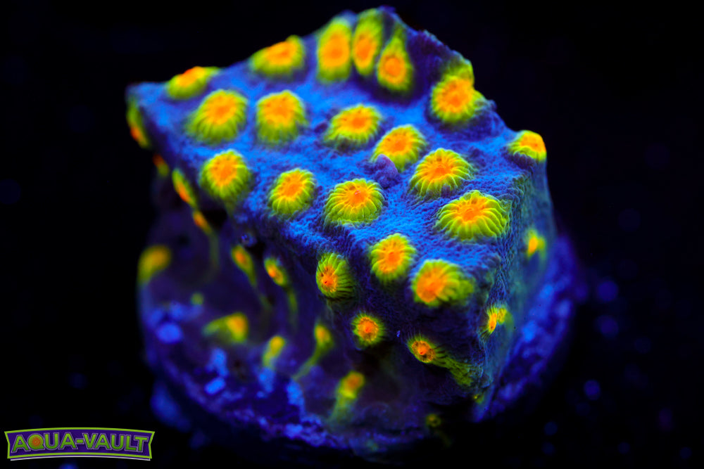 Buzz Lightyear Cyphastrea