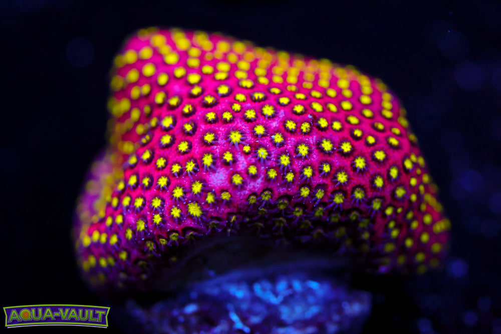 Electric Daisy Stylocoeniella