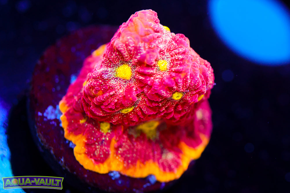 WWC Blood Diamond Favia