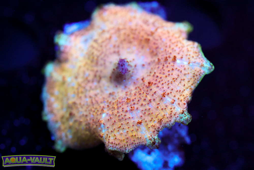 Baby Bop Nebula Mushroom