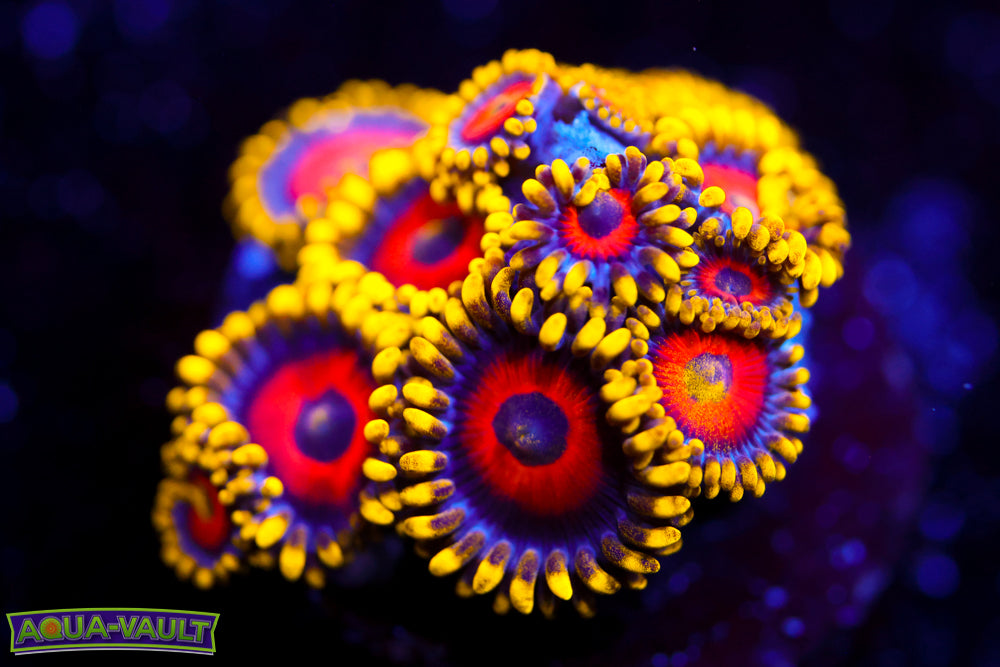 Eagle Eye Zoa