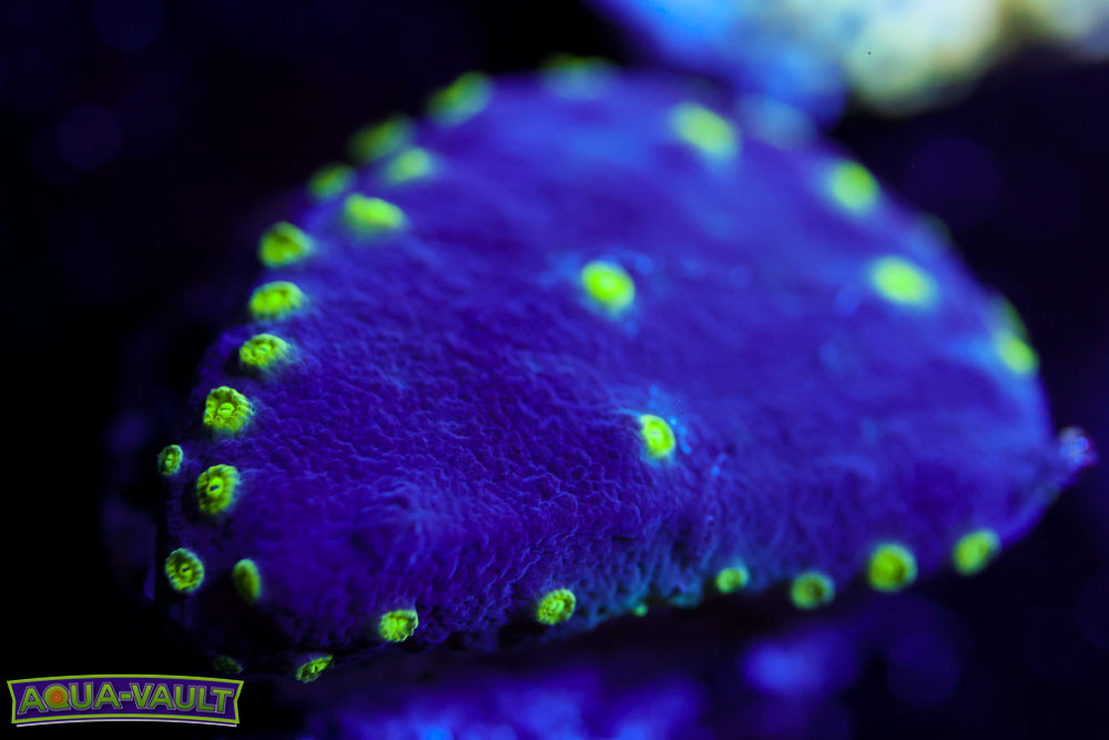 Neon Scroll Coral